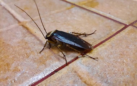 Cockroach