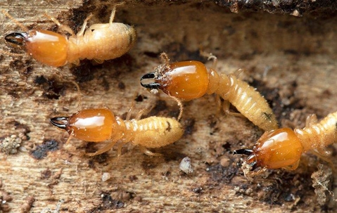 Termites chewing on wood
