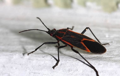 Box elder bugs