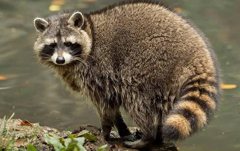 raccoon