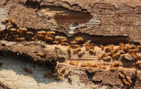Termites