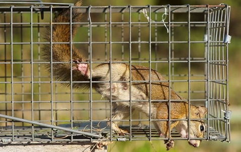 Squirrel in a cage