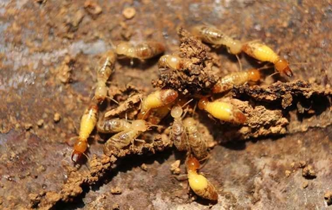 Termite