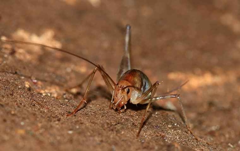 Camel Cricket