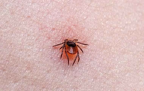 Ticks