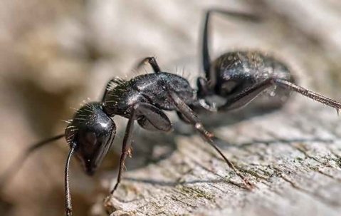 a carpenter ant crawling and chewing on wood