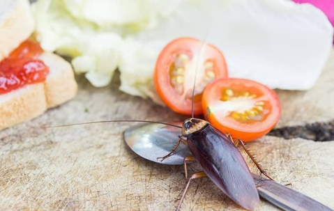 Cockroach