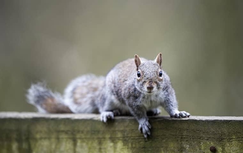 A squirrel on a fence