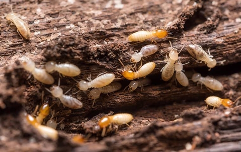 termites