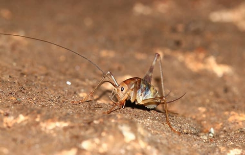 Camel Crickets