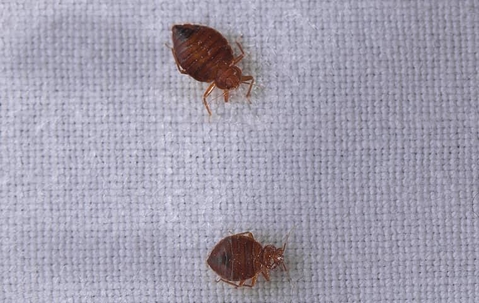 Bed Bugs