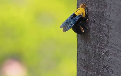 Carpenter bee