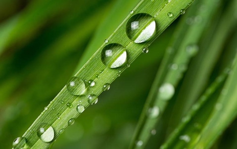 Water droplets on leaves