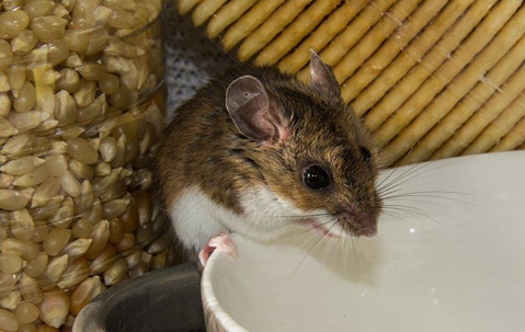 Mouse in pantry standing on a bowl