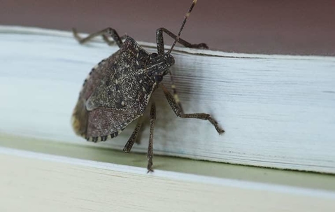 Stink bug
