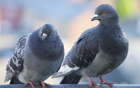 Pigeons on sitting on top of building