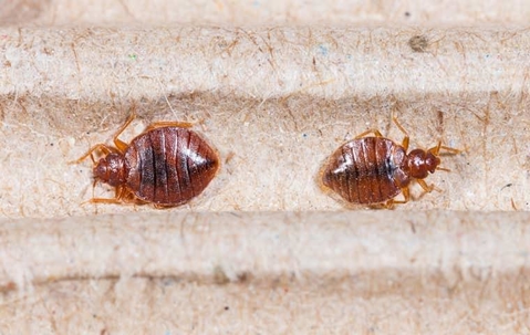 two bed bugs on a new york homes comforter