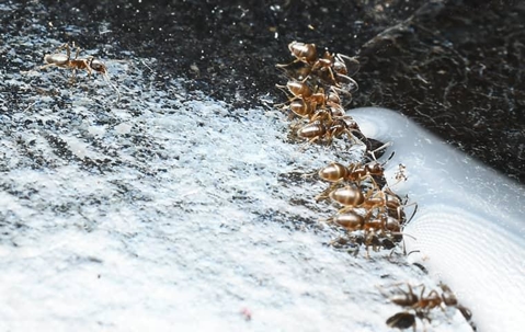 Ant infestation