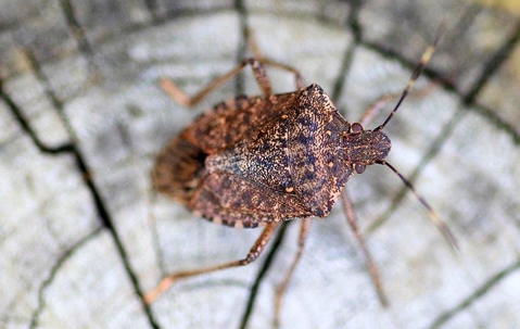 stink bug crawling on wood