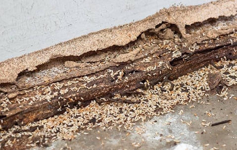 Get a termite inspection for your new york home