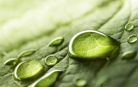Water droplets rolling down a green leaf