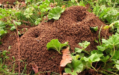 Ant hills