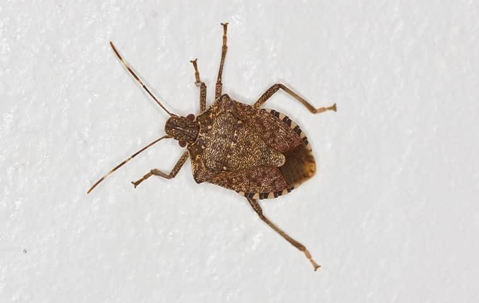 Brown marmorated stink bugs