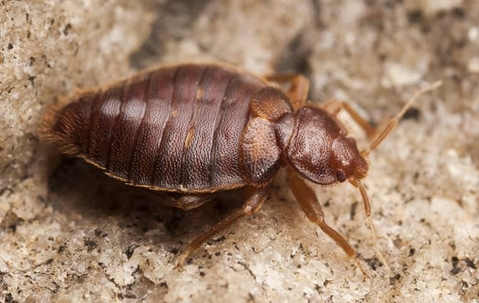 close up of a bed bug on the ground
