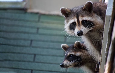 Raccoons