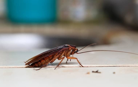 Cockroach crawling