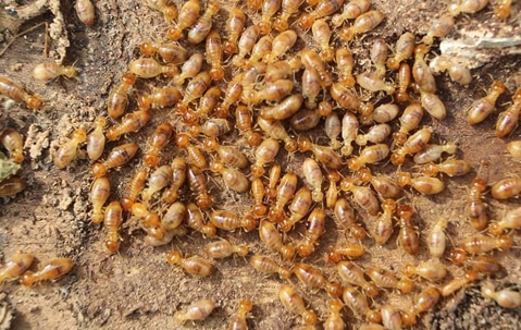Termite swarms