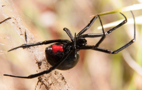 black widow spider on tree