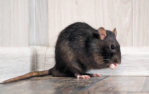 a roof rat in the corner of a home
