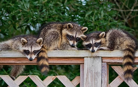 Raccoons
