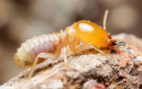 termite