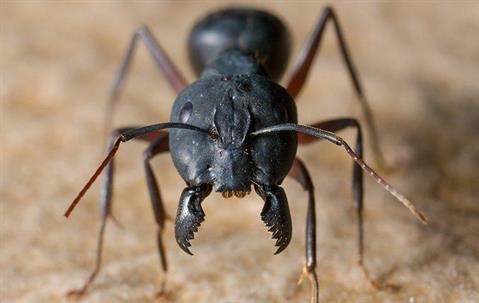 Ant close up