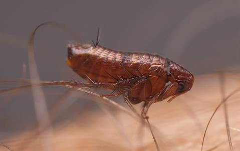 Flea close up