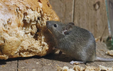 mouse eating bread in kitchen