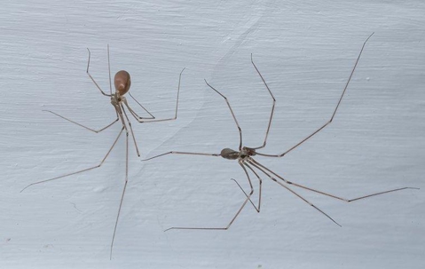 Two cellar spiders making a web