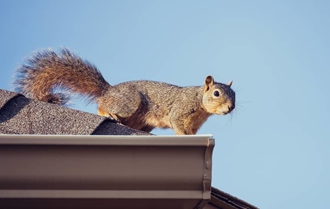 A squirrel on a rooftop in new york