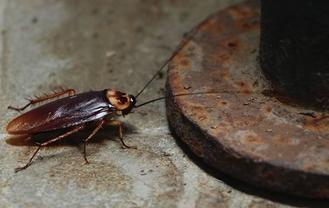 Cockroach near drain