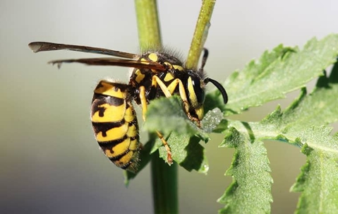 Wasp