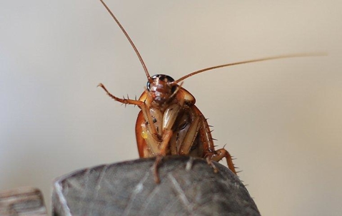 Cockroach
