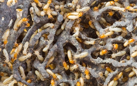 Termite infestation