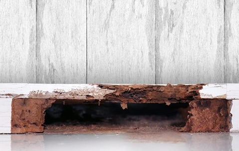 Termite damage through out the wooden base boards in a new york home during fall season