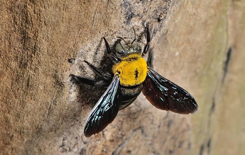 Carpenter bee