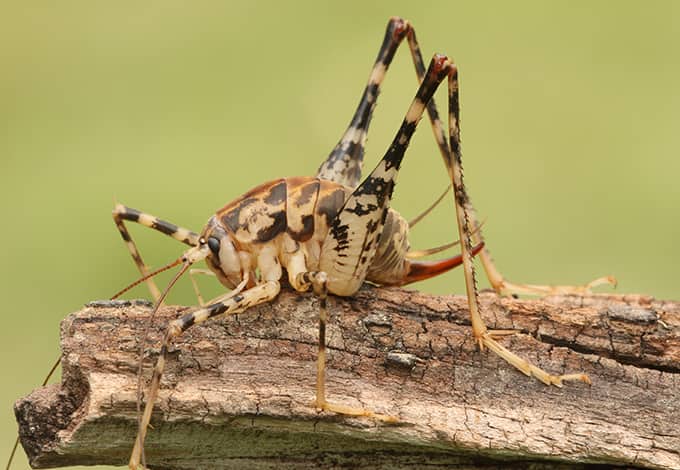 camel cricket on a log