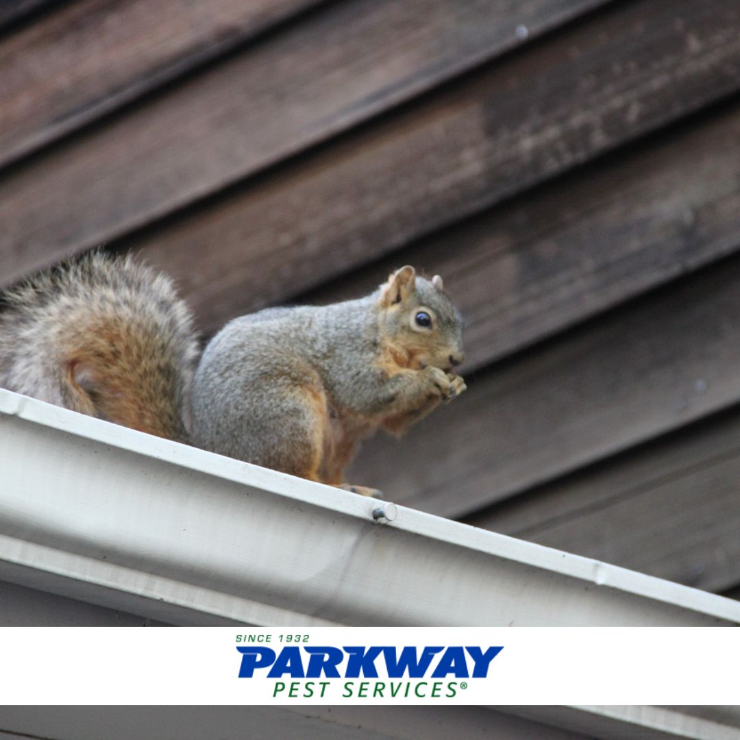 The Nutty Challenge: Balancing Squirrel Conservation and Control