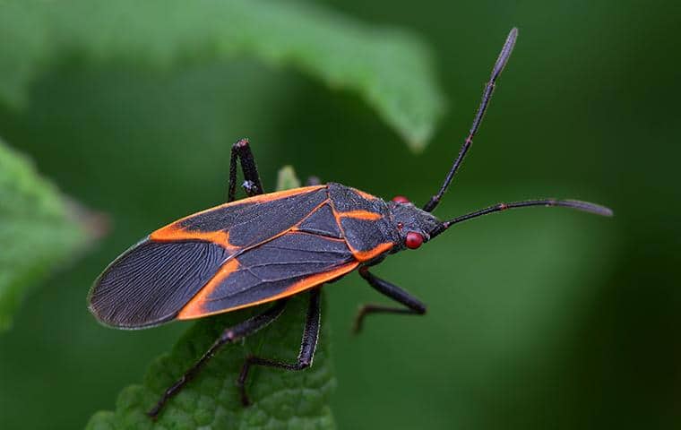 box elder bug on a leaf