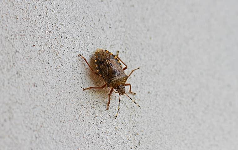 Tips To Keep Stink Bugs Out This Fall